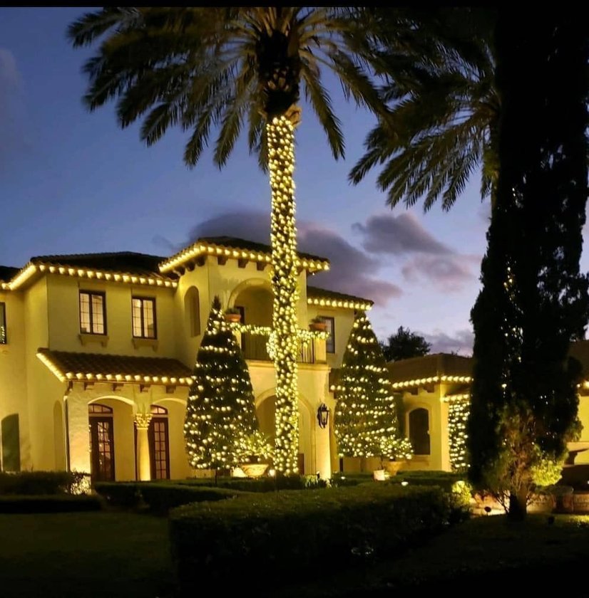 Palm tree landscape lighting at night